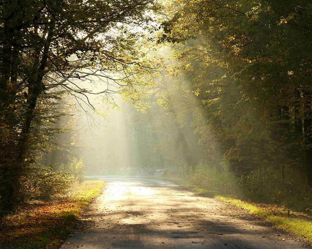 Das Bild zeigt einen von der Sonnen beschienenen Weg im Wald.