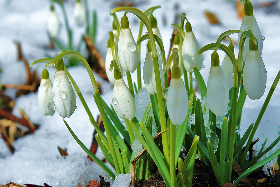 Das Bild zeigt Schneeglöckchen auf einer noch mit Schnee bedeckten Wiese.