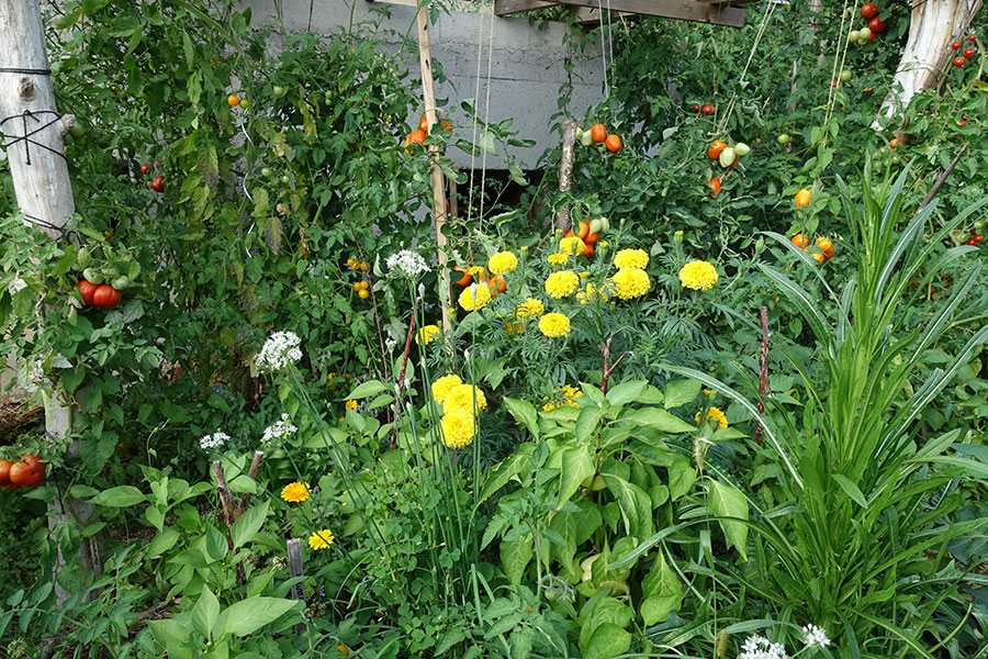 Ein blühender Garten.