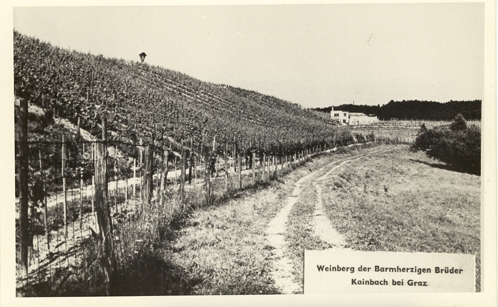 Das Bild zeigt den Weinberg der Barmherzigen Brüder