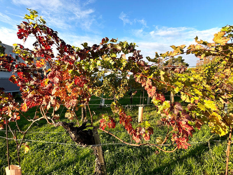 Finale der Weinlese 2024 